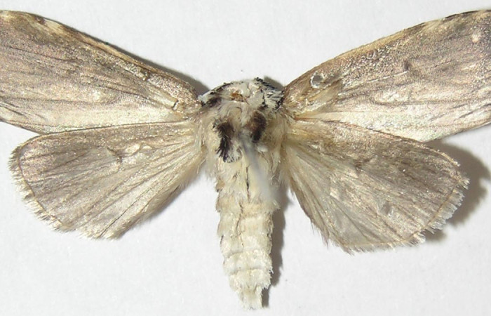 Figura 14. Adulto macho de <i>Elaeognatha argyritis</i></i> (Nolidae) vista dorsal. Voucher 08-SRNP-4610-DHJ397207.jpg.