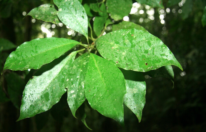 Figura 17. Planta hospedera <i>Chrysochlamys glauca</i></i> (Clusiaceae) de <i>Elaeognatha argyritis</i></i> (Nolidae) Sector San Cristóbal, Estación San Gerardo. Foto. Carolina Cano. 2018.