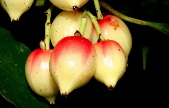 Figura 18. Frutos de planta hospedera <i>Chrysochlamys glauca</i></i> (Clusiaceae) de <i>Elaeognatha argyritis</i></i> (Nolidae) Sector San Cristóbal, Estación San Gerardo. Foto. Carolina Cano. 2018.