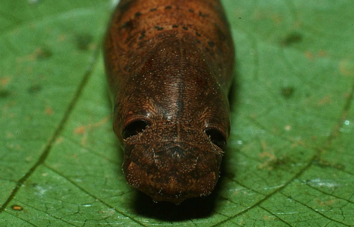 Fig.10  Pupa <i>Cecropterus jalapus</i></i> mostrando la parte frontal los ojos falsos.  Voucher: 03-SRNP-20583-DHJ78465.jpg
