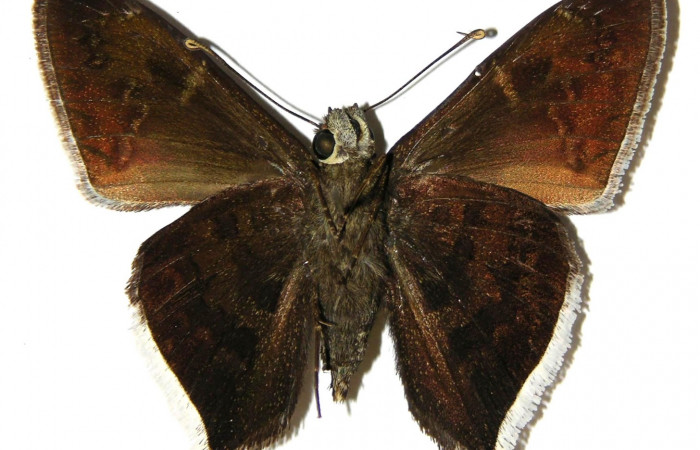 Fig.12 Adulto <i>Cecropterus  jalapus</i></i> mostrando la parte ventral,  Macho.  Voucher: 02-SRNP-4830-DHJ306807.jpg