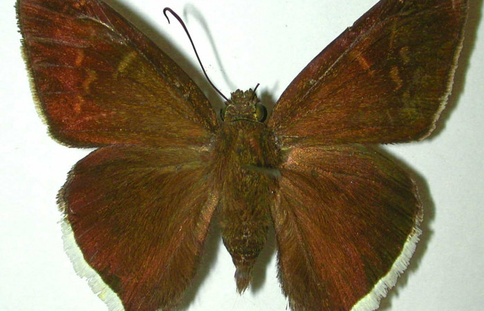 Fig.13 Adulto <i>Cecropterus jalapus</i></i> mostrando la parte dorsal , Hembra.  Voucher 97-SRNP-4701-DHJ32104.jpg