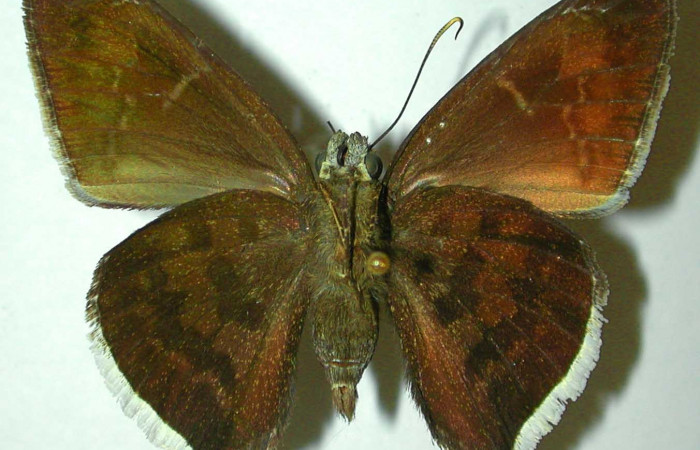 Fig.14 Adulto <i>Cecropterus jalapus</i></i> s mostrando la parte ventral ,Hembra.  Voucher: 97-SRNP-4701-DHJ32105.jpg