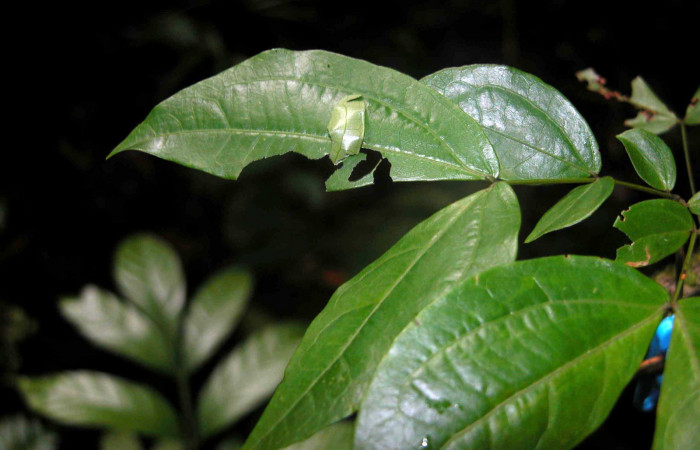 Fig. 1 Larva <i>Cecropterus jalapus</i></i> tercer estadío ,mostrando forma de casita  en Calliandra rhodocephala Voucher: 03-SRNP-20583-DHJ91254.jpg