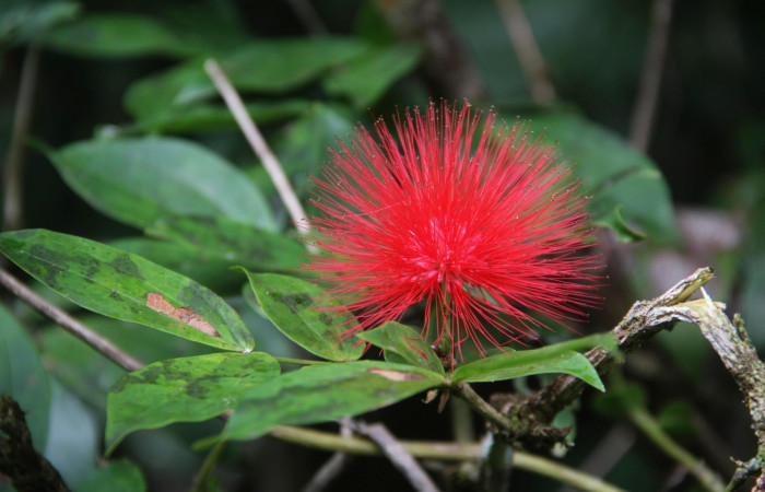 Fig. 1 Larva <i>Cecropterus jalapus</i></i> tercer estadío ,mostrando forma de casita  en Calliandra rhodocephala Voucher: 03-SRNP-20583-DHJ91254.jpg
