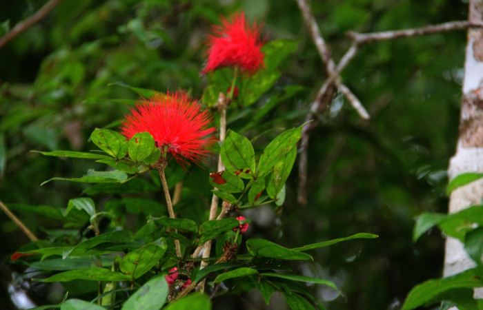 Fig.3 Follaje y  botones florales <i>Calliandra rhodocephala</i></i> planta hospedera de <i>Cecropterus jalapus</i></i>