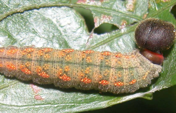 Fig.4  Larva <i>Cecropterus jalapus</i></i> último estadío vista dorsal, mostrando forma de casita último estadio. Voucher: 03-SRNP-20583-DHJ91258.jpg