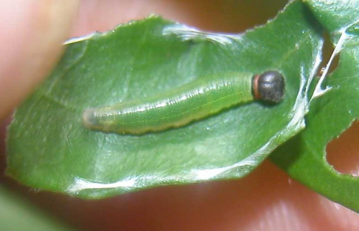 Fig.5  Larva <i>Cecropterus jalapus</i></i> tercer estadío vista dorsal, Voucher: 03-SRNP-20583-DHJ91256.jpg