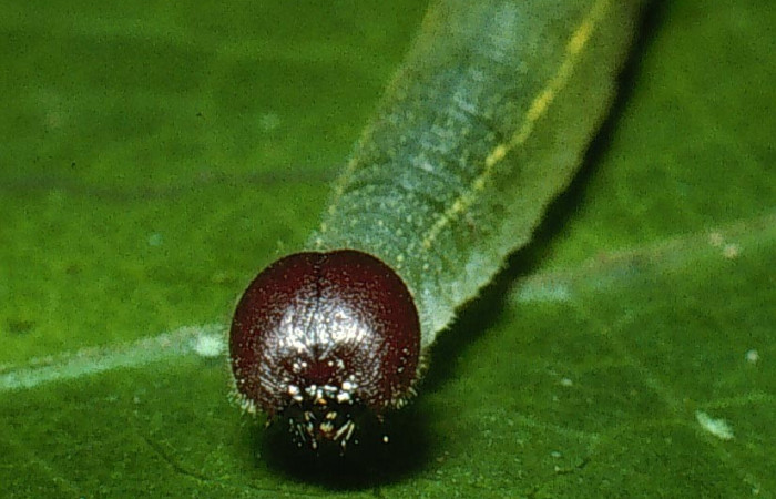 Fig. 6 Larva <i>Cecropterus jalapus</i></i>  tercer  estadío vista dorsal,  Voucher: 03-SRNP-20583-DHJ77465.jpg