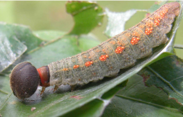 Fig.7 Larva <i>Cecropterus jalapus</i></i> penúltimo estadío vista lateral,  Voucher: 03-SRNP-20583-DHJ91259.jpg