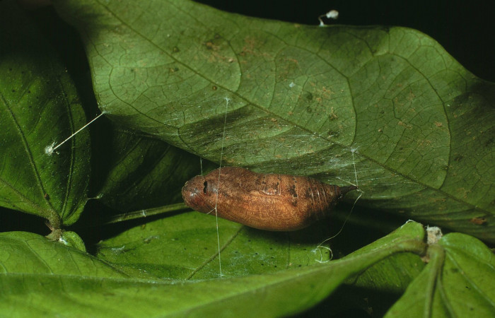 Fig.8  Pupa <i>Cecropterus jalapus</i></i> vista dorso frontal, mostrando forma de capullo. Voucher: 03-SRNP-20583-DHJ78459.jpg