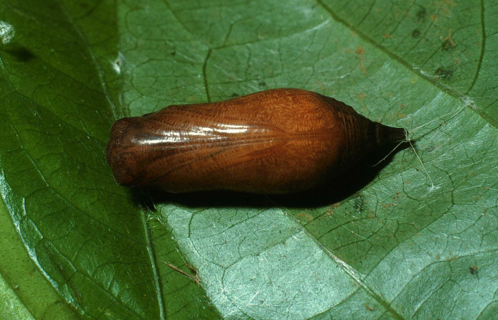 Fig.9  Pupa <i>Achalarus jalapus</i></i> mostrando la parte dorsal.  Voucher: 03-SRNP-20583-DHJ78467.jpg
