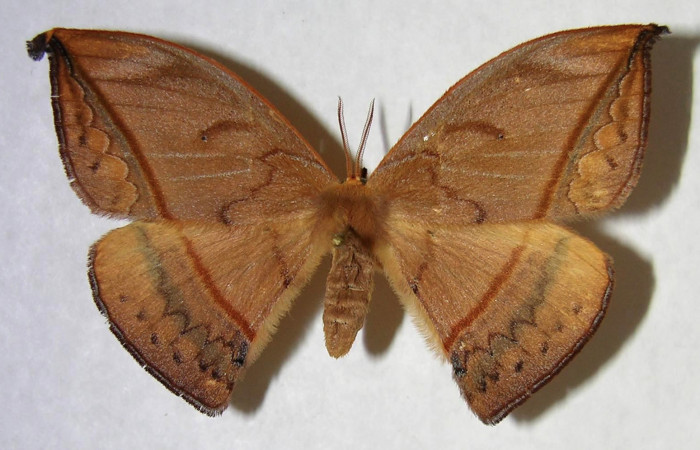 Fig. 1. Hembra de <i>Oxytenis albilunulata</i></i>, (Saturniidae), vista dorsal, 62mm de envergadura. Voucher: 06-SRNP-65648-DHJ361362.jpg.