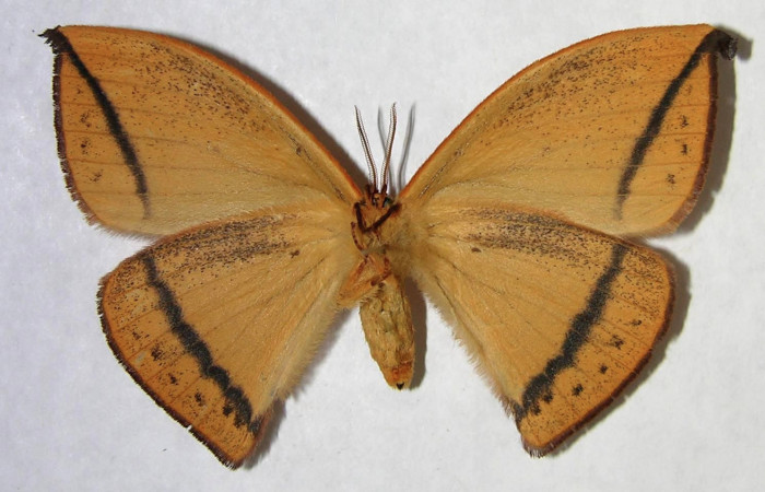 Fig. 2. Hembra de <i>Oxytenis albilunulata</i></i>, (Saturniidae), vista ventral, 62mm de envergadura. Voucher: 06-SRNP-65648-DHJ361363.jpg.