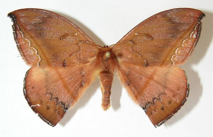 Fig. 3. Macho de <i>Oxytenis albilunulata</i></i>, (Saturniidae), vista dorsal, 54mm de envergadura. Voucher: 10-SRNP-31287-DHJ530838.jpg.