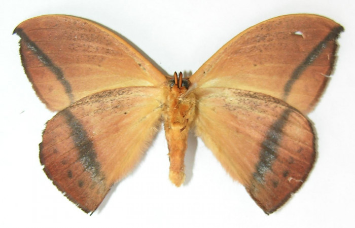 Fig. 4. Macho de <i>Oxytenis albilunulata</i></i>, (Saturniidae), vista ventral, 54mm de envergadura. Voucher: 10-SRNP-31287-DHJ530839.jpg.