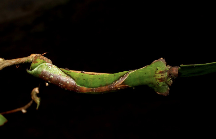 Fig. 5. Larva de <i>Oxytenis albilunulata</i></i>, (Saturniidae), vista dorsal, último estadío,  40mm de longitud. Voucher: 10-SRNP-31287-DHJ471829.jpg.