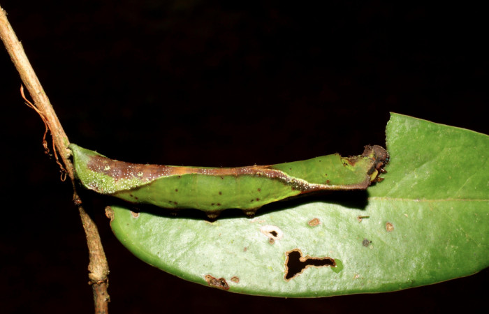 Fig. 6. Larva de <i>Oxytenis albilunulata</i></i>, (Saturniidae), vista lateral, último estadío,  40mm de longitud. Voucher: 06.10-SRNP-31287-DHJ471828.jpg. 