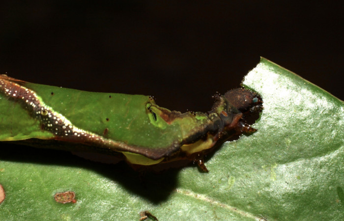 Fig. 7. Larva de <i>Oxytenis albilunulata</i></i>, (Saturniidae), vista lateral del torax, último estadío,  40mm de longitud. Voucher:
10-SRNP-31287-DHJ471834.jpg.
