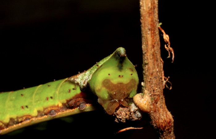 Fig. 9. Larva de <i>Oxytenis albilunulata</i></i>, (Saturniidae), vista desde atrás, último estadío,  40mm de longitud. Voucher: 10-SRNP-31287-DHJ471842.jpg.