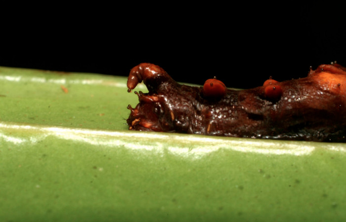 Fig. 10. Larva de <i>Oxytenis albilunulata</i></i>, (Saturniidae), vista lateral del área trasera del cuerpo,  33mm de longitud, penúltimo estadío, forma café. Voucher: 08-SRNP-32846-DHJ449185.jpg.