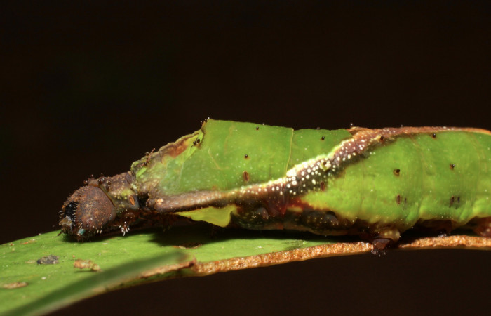 Fig. 11. Larva de <i>Oxytenis albilunulata</i></i>, (Saturniidae), vista lateral del torax, último estadío,  40mm de longitud. Voucher: 10-SRNP-31287-DHJ471844.jpg.