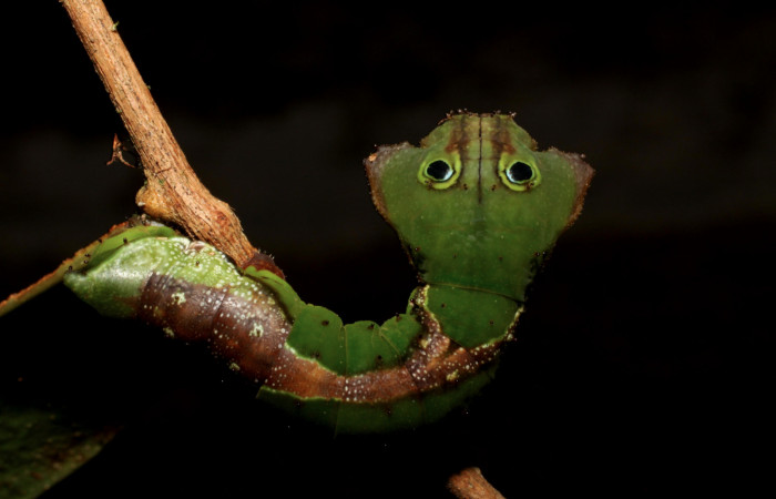 Fig. 12. Larva de <i>Oxytenis albilunulata</i></i>, (Saturniidae), vista dorsal del torax, último estadío,  40mm de longitud. Voucher: 10-SRNP-31287-DHJ471868.jpg.