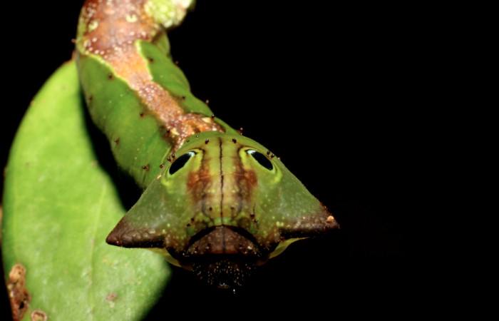 Fig. 14. Larva de <i>Oxytenis albilunulata</i></i>, (Saturniidae), vista de frente, último estadío,  40mm de longitud. Voucher: 10-SRNP-31287-DHJ471847.jpg.