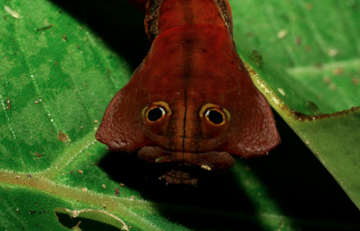 Fig. 16. Larva de <i>Oxytenis albilunulata</i></i>, (Saturniidae), vista dorsofrontal del torax, último estadío,  49mm de longitud. Voucher: 06-SRNP-65648-DHJ425743.jpg.