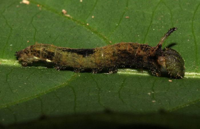  Fig. 2.  Larva <i>Adelpha</i></i> leuceriaDHJ01 penúltimo estadío. Voucher: 12-SRNP-31973-DHJ700357.jpg.
