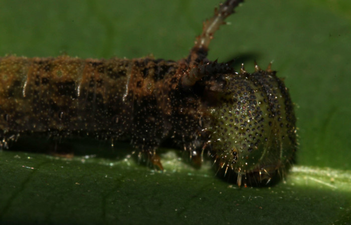  Fig. 3. Larva <i>Adelpha</i></i> leuceriaDHJ01 en penúltimo estadio vista lateral mostrando cabeza y cuernos.  Voucher: 12-SRNP-31973-DHJ700362.jpg. 