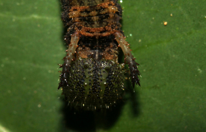  Fig. 4. Larva <i>Adelpha</i></i> leuceriaDHJ01 en penúltimo estadío vista frontal mostrando cabeza y cuernos. Voucher: 12-SRNP-31973-DHJ700362.jpg.