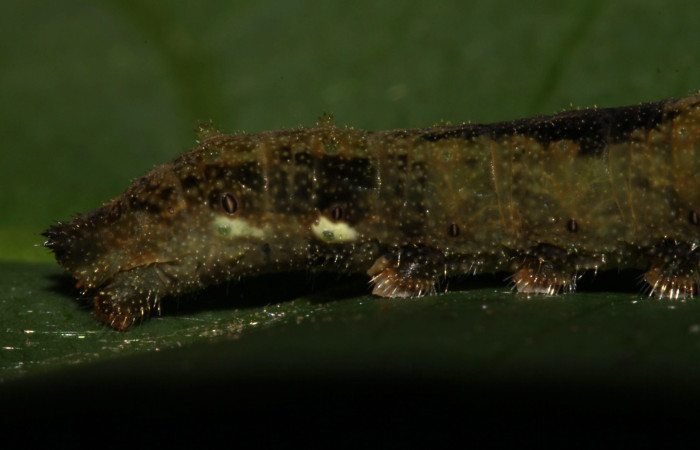 Fig. 5. Larva <i>Adelpha</i></i> leuceriaDHJ01 penúltimo estadio vista últimos segmentos laterales.
 Voucher: 12-SRNP-31973-DHJ700365.jpg. 