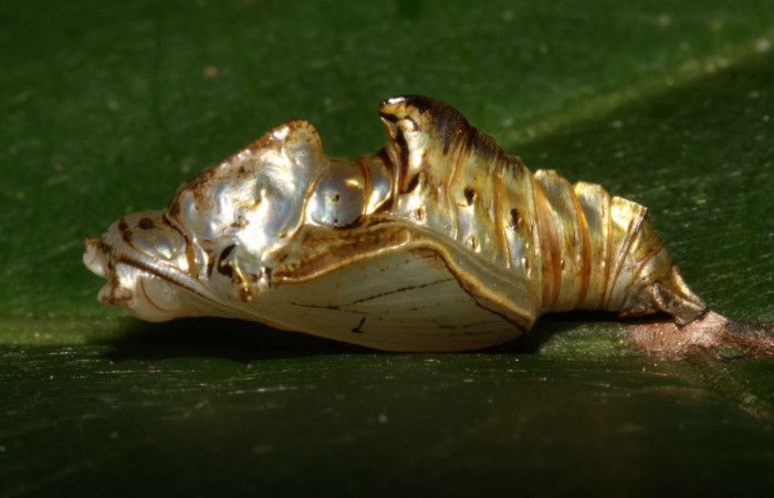 Fig. 6  Pupa <i>Adelpha</i></i> leuceriaDHJ01 vista lateral. Voucher: 12-SRNP-31973-DHJ700354.jpg 