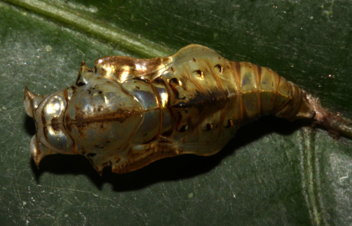 Fig. 7. Pupa <i>Adelpha</i></i> leuceriaDHJ01, vista dorsal, mostrando la estructura de cabeza. 
 Voucher: 12-SRNP-31973-DHJ700352.jpg. 