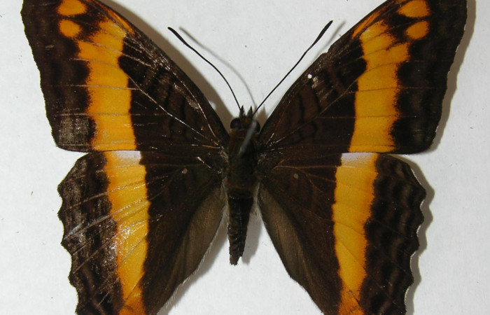  Fig. 8. Adulto <i>Adelpha</i></i> leuceriaDHJ01. Vista dorsal.  Voucher:. 12-SRNP-31971-DHJ567380jpg