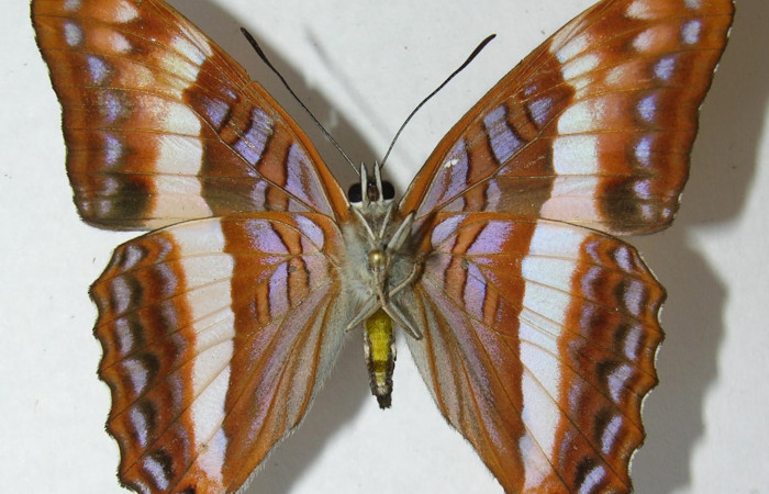  Adulto <i>Adelpha</i></i> leuceriaDHJ01. Vista ventral. 
Fig. 9. Voucher: 12-SRNP-31971-DHJ567381.jpg.
