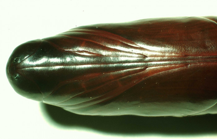 Pupa de Pachylioides resumens (Sphingidae) Penúltimo estadio. Voucher : 01- SRNP-14528-DHJ58691.jpg.
Figura 14. Pupa parte trasera de Pachylioides resumens (Sphingidae) Penúltimo estadio. Voucher : 17-SRNP-32553-DHJ743228.jpg.