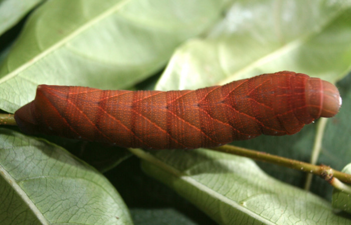 Parte dorsal entero de Pachylioides resumens (Sphingidae) PU. Voucher: 12-SRNP-72039-DHJ495745.jpg.