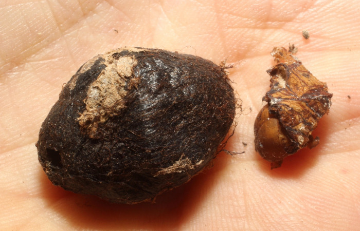 Capullo de avispa Thyreodon rufothorax (Ichneumonidae) parasitadora de Pachylioides resumens 13-SRNP-16195-DHJ804539.jpg.