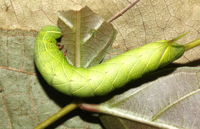 Parte dorsal entero de Pachylioides resumens (Sphingidae) tercer estadio. Voucher : 17-SRNP-30772-DHJ736353.jpg.