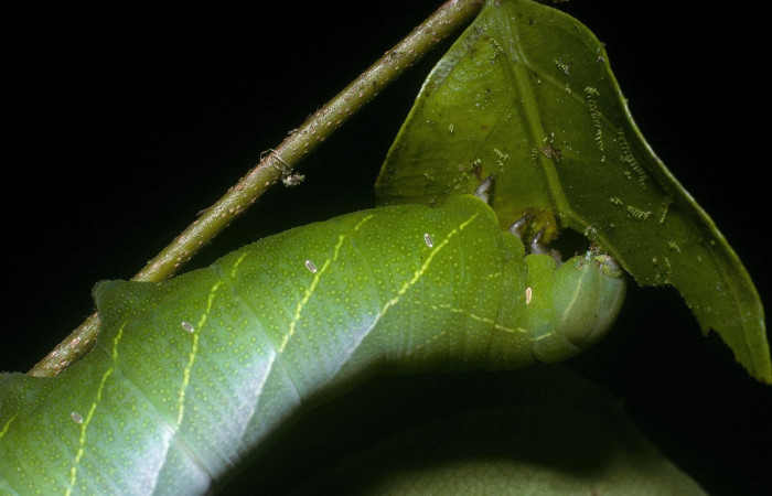 Parte lateral de Pachylioides resumens (Sphingidae) Ultimo estadio: 04-SRNP-3715-DHJ86049.jpg.
Pachylioides resu