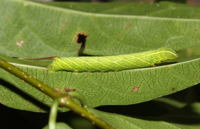 Parte lateral de Pachylioides resumens (Sphingidae) tercer estadio. Voucher : 17-SRNP-32553-DHJ743042.jpg.