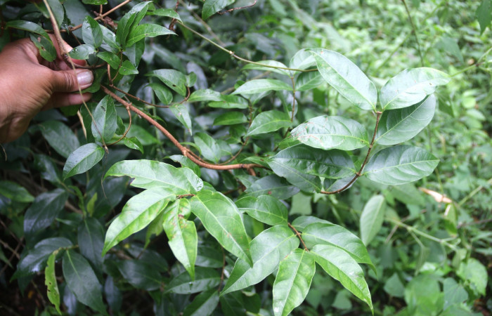 Forsteronia spicata (Apocynaceae) planta hospedera de Pachylioides resumens (Sphingidae) Quebrada García. Foto Carolina CanoOctubre 2018.