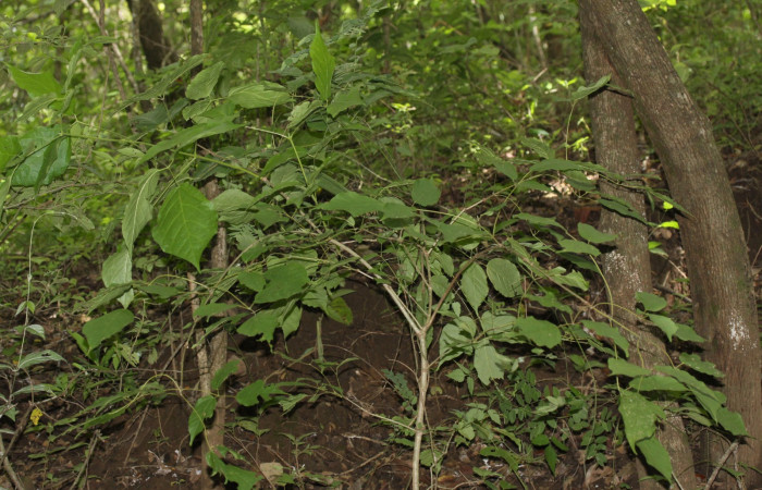 Fig.10 Hábito de planta entera de  <i>Xylophragma seemanniana</i></i>, hospedero de <i>Adelpha fundania</i></i> . Sector Mundo Nuevo.
