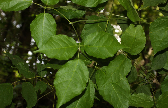 Fig.11 Habito de follaje de   <i>Xylophragma seemanniana</i></i>, hospedero de <i>Adelpha fundania</i></i>  Sector Mundo Nuevo.