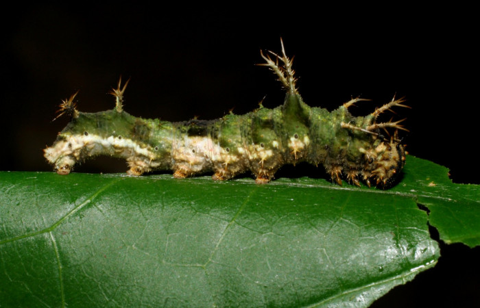 Fig. 1. Larva  <i>Adelpha fundania</i></i> en último  estadìo,  Vista lateral  Voucher: 07-SRNP-58380-DHJ428729. jpg. 