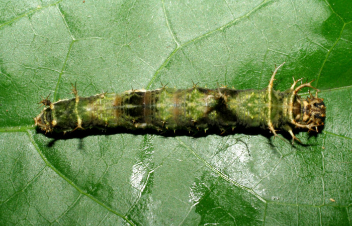 Fig. 2  Larva  <i>Adelpha fundania</i></i> en penúltimo estadío vista lateral mostrando patrones de coloración dorsal.  Voucher 07-SRNP-58380-DHJ428726.  jpg
