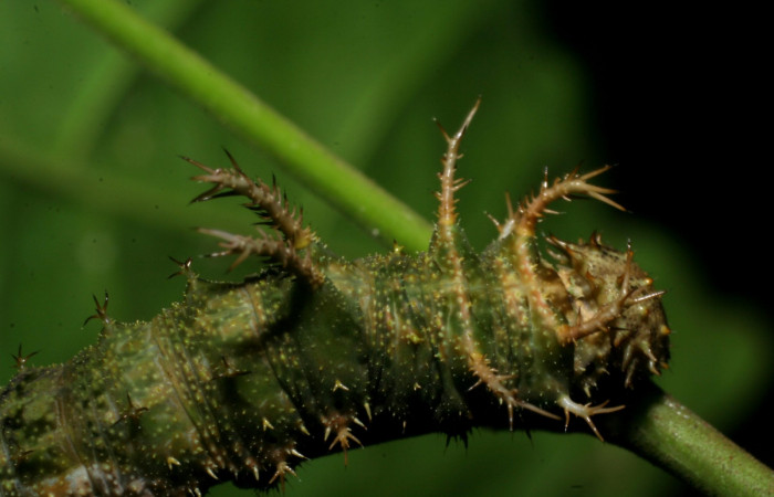 Fig. 3 Larva <i>Adelpha fundania</i></i> en último estadío mostrando vista dorsal mostrando patrones de coloracion y espinas  Voucher: 07-SRNP-59259-DHJ429134.jpg