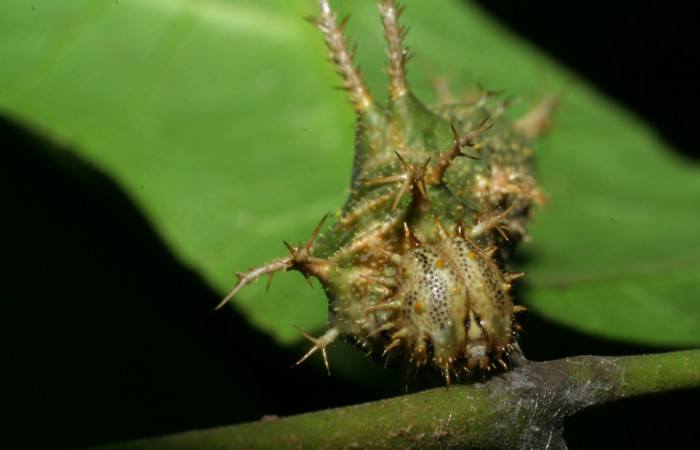 Fig. 4. Larva <i>Adelpha fundania</i></i> último estadío mostrando cabeza patron de colores en la parte frontal. Voucher: 07-SRNP-59259-DHJ429134. jpg